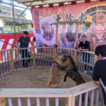 Inside the Hidden World of Dog Fighting: Detective Masaji’s Investigation Exposes a Shadow Industry