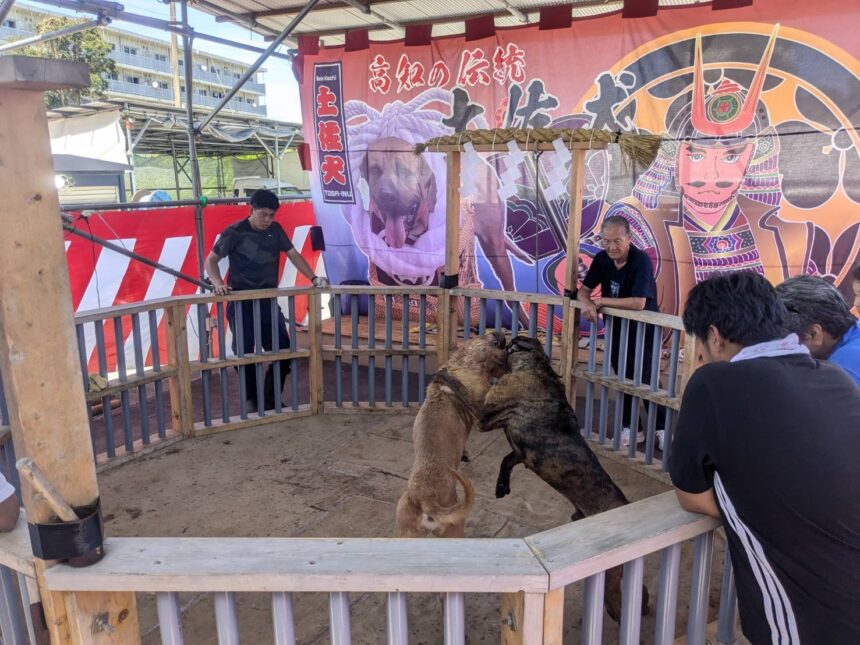 Inside the Hidden World of Dog Fighting: Detective Masaji’s Investigation Exposes a Shadow Industry Inside the Hidden World of Dog Fighting: Detective Masaji’s Investigation Exposes a Shadow Industry