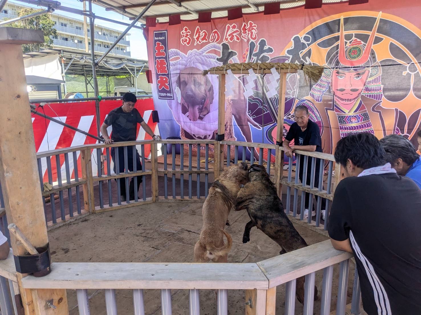 Inside the Hidden World of Dog Fighting: Detective Masaji’s Investigation Exposes a Shadow Industry